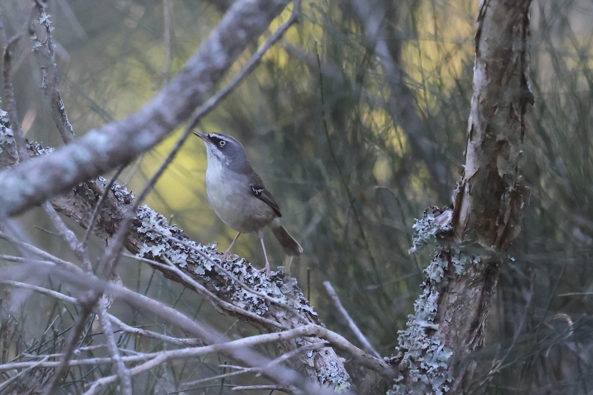 White-browed Scrubwren - ML637963176