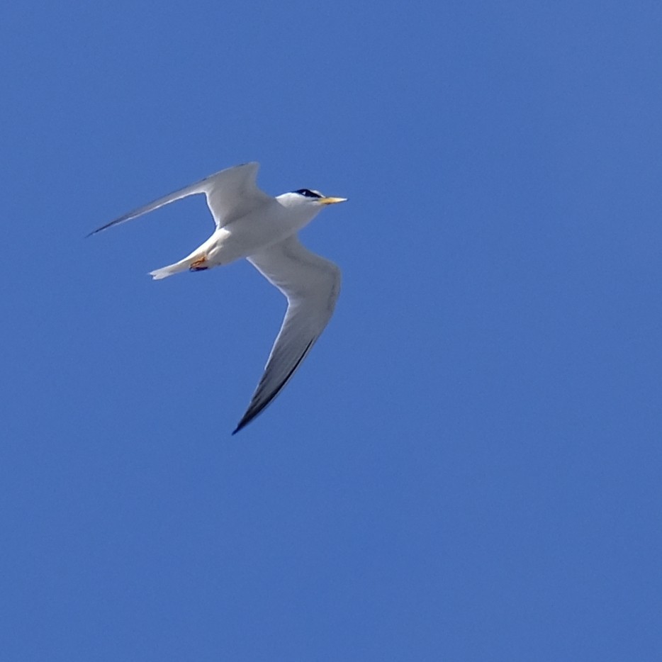 Little Tern - ML637963180