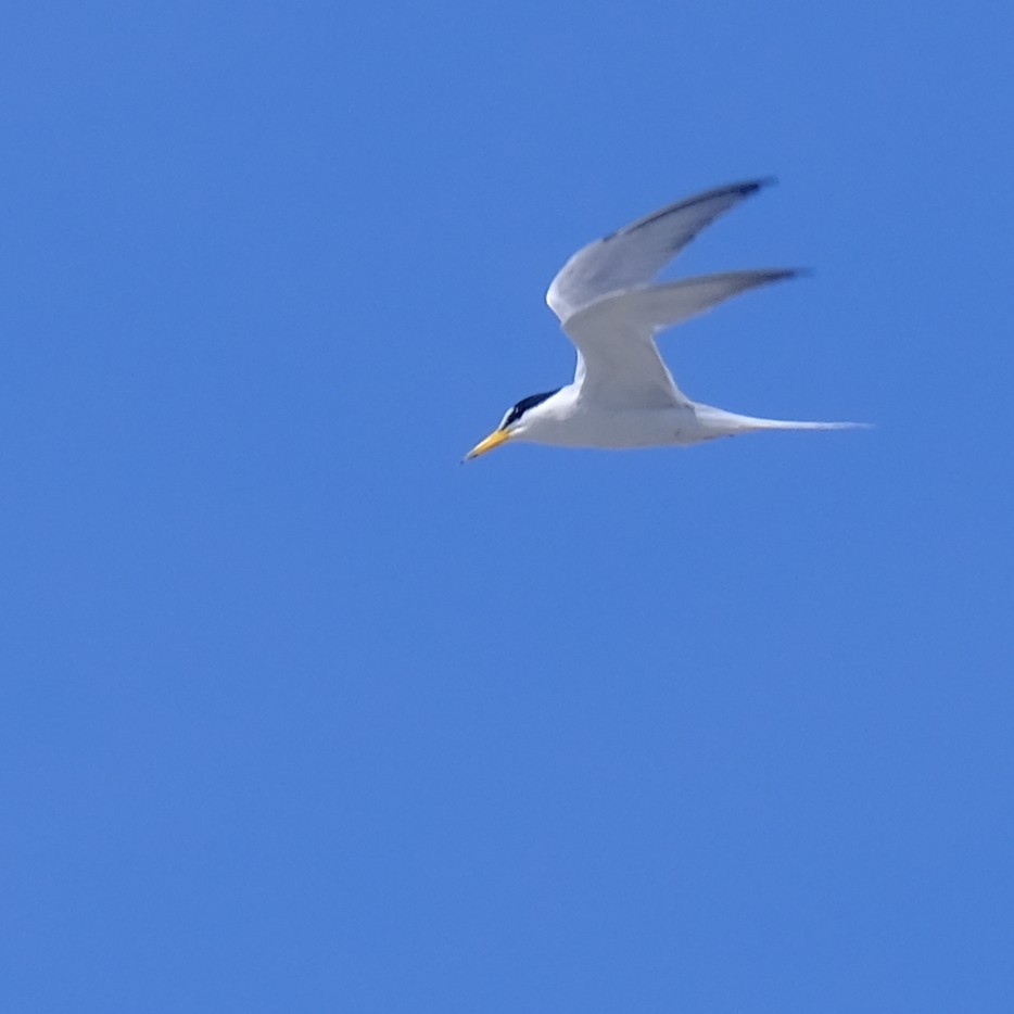 Little Tern - ML637963181