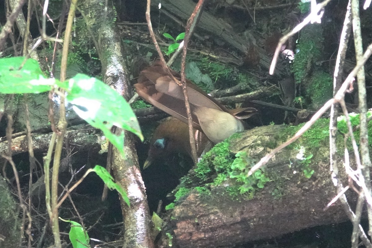 Rusty Laughingthrush - ML637963182