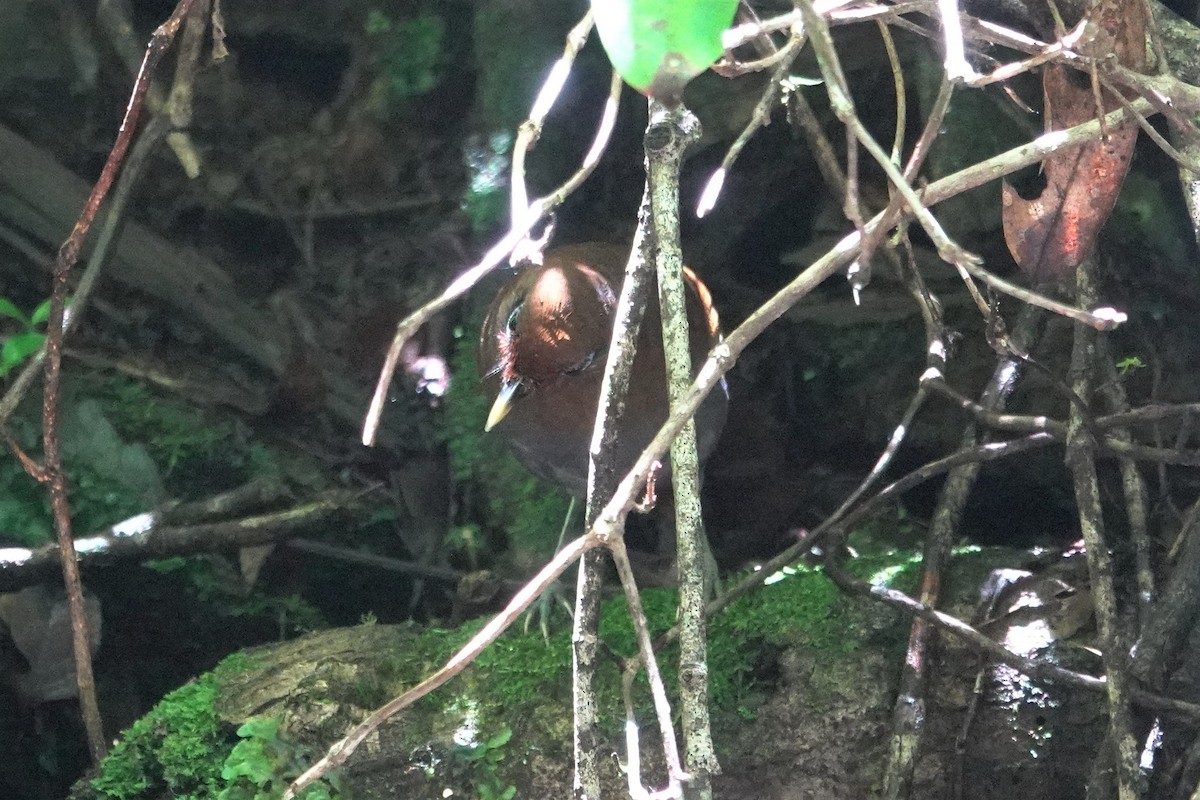 Rusty Laughingthrush - ML637963183
