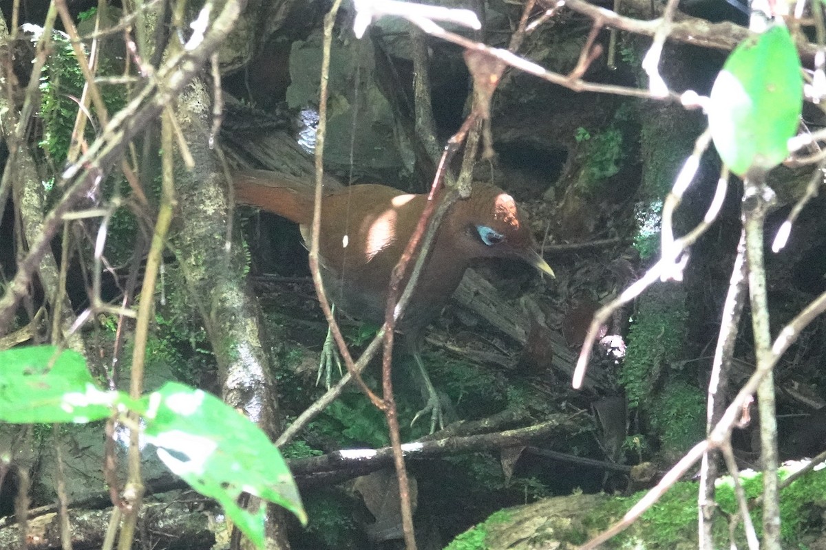Rusty Laughingthrush - ML637963184