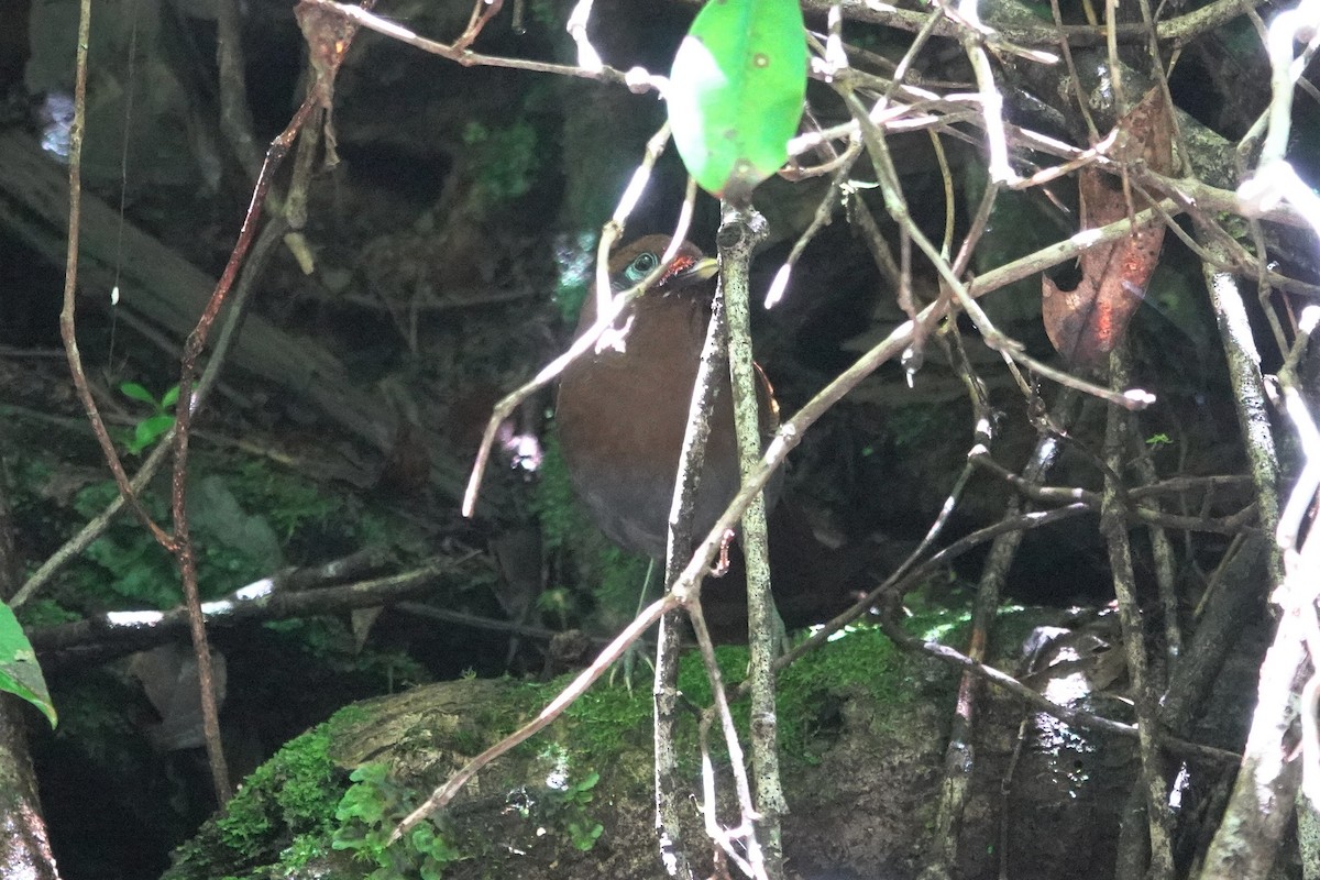Rusty Laughingthrush - ML637963185