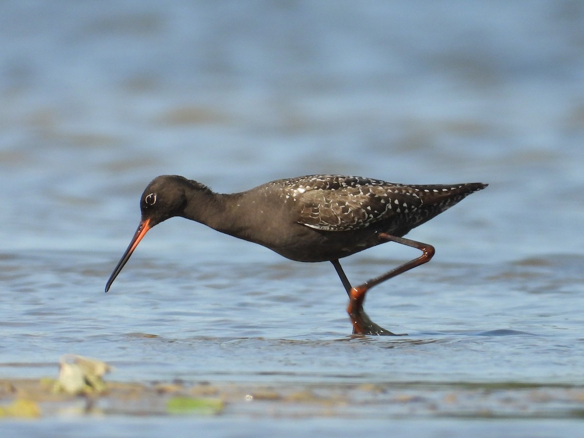 Spotted Redshank - ML637963189