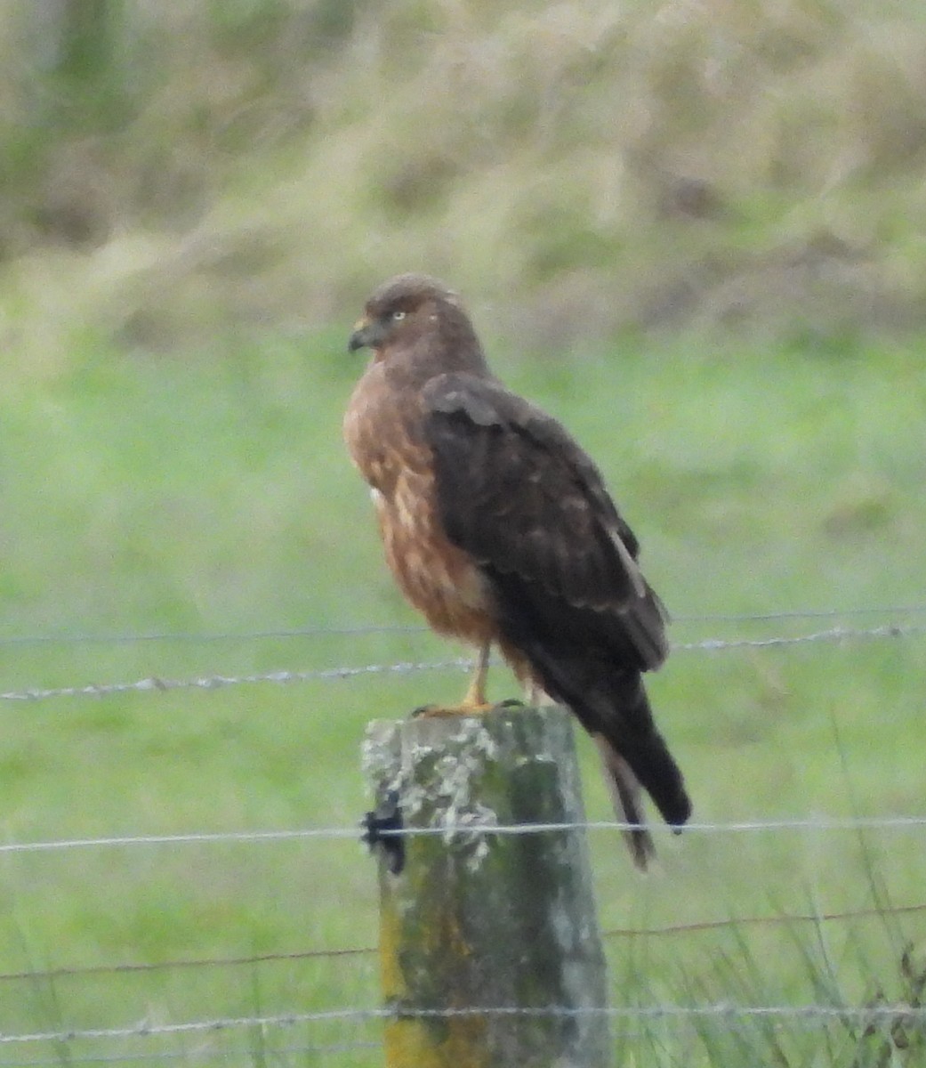 Swamp Harrier - ML637963190