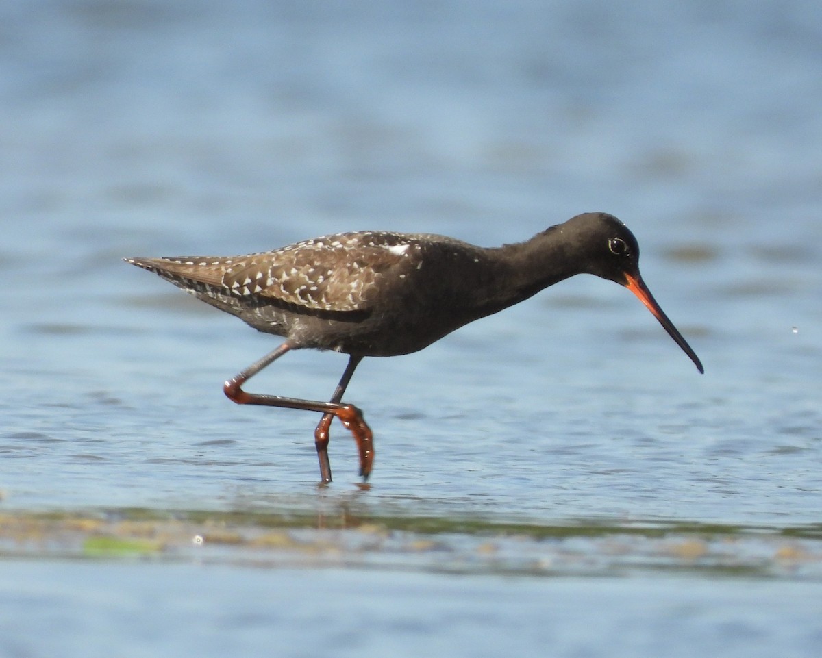 Spotted Redshank - ML637963197