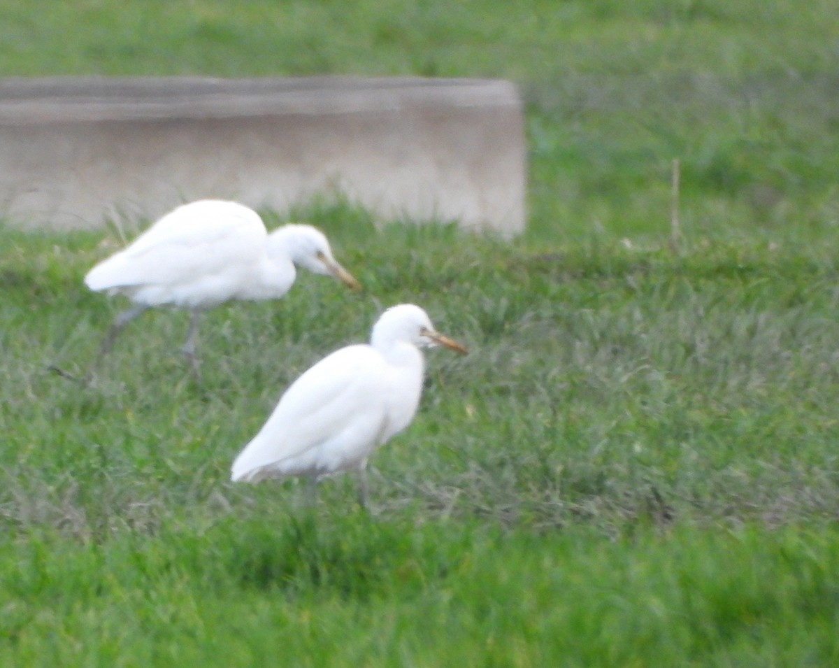 Eastern Cattle-Egret - ML637963198