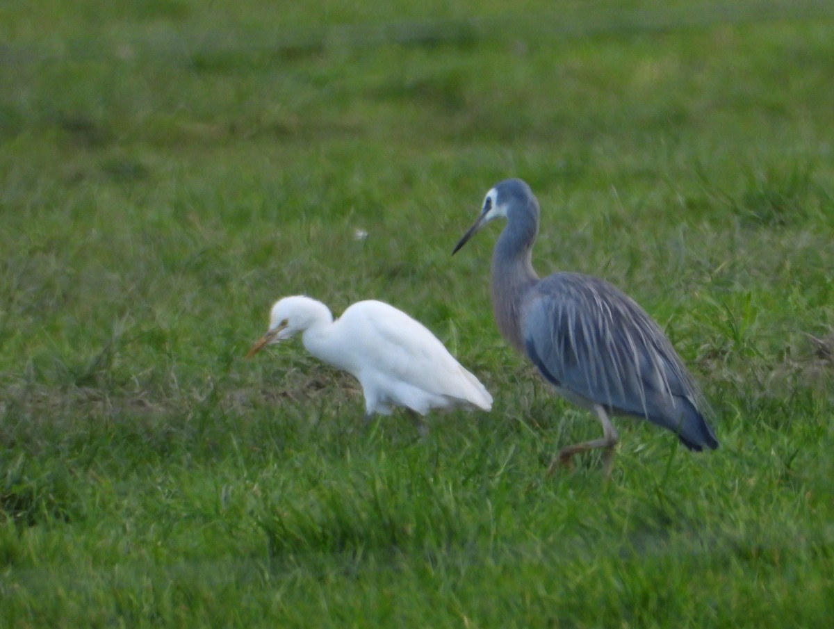 Eastern Cattle-Egret - ML637963199