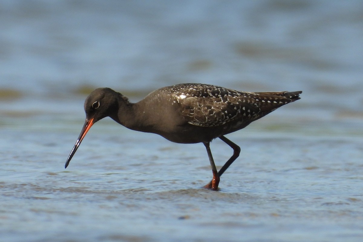 Spotted Redshank - ML637963205