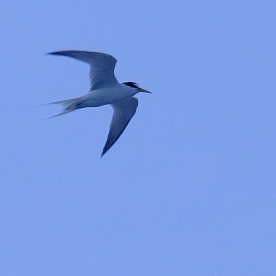 Little Tern - ML637963219