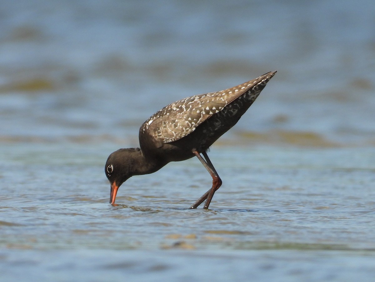 Spotted Redshank - ML637963220