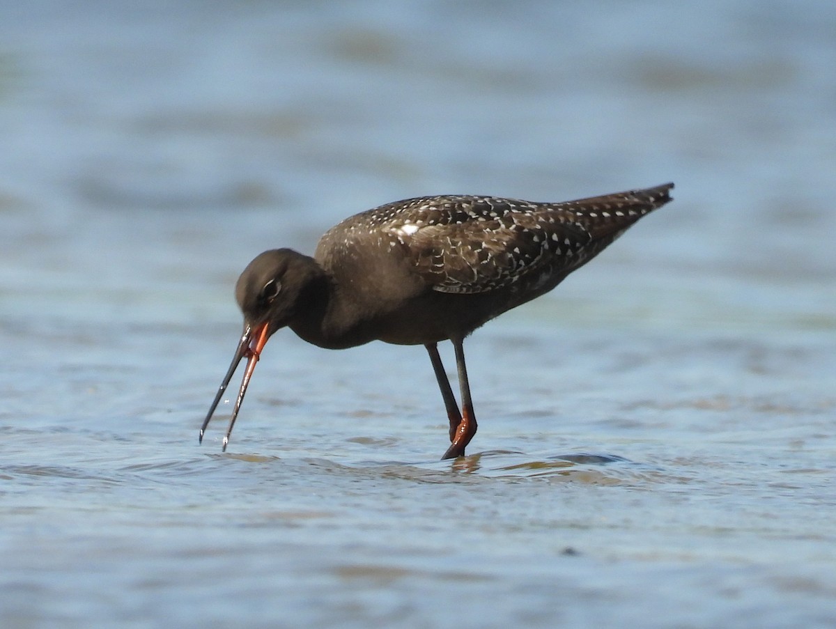 Spotted Redshank - ML637963229