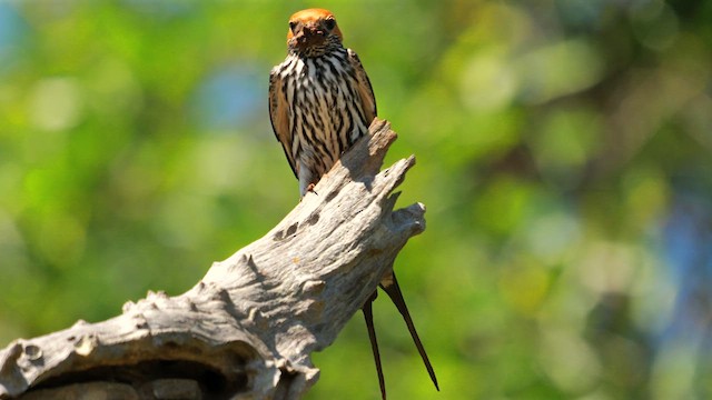 Lesser Striped Swallow - ML637963235