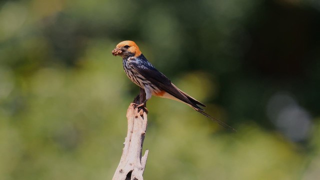 Lesser Striped Swallow - ML637963236