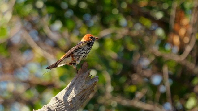 Lesser Striped Swallow - ML637963237