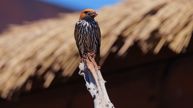 Lesser Striped Swallow - ML637963238
