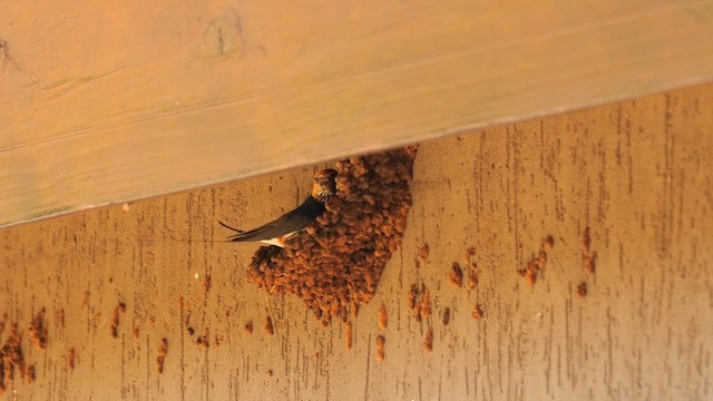 Lesser Striped Swallow - ML637963239