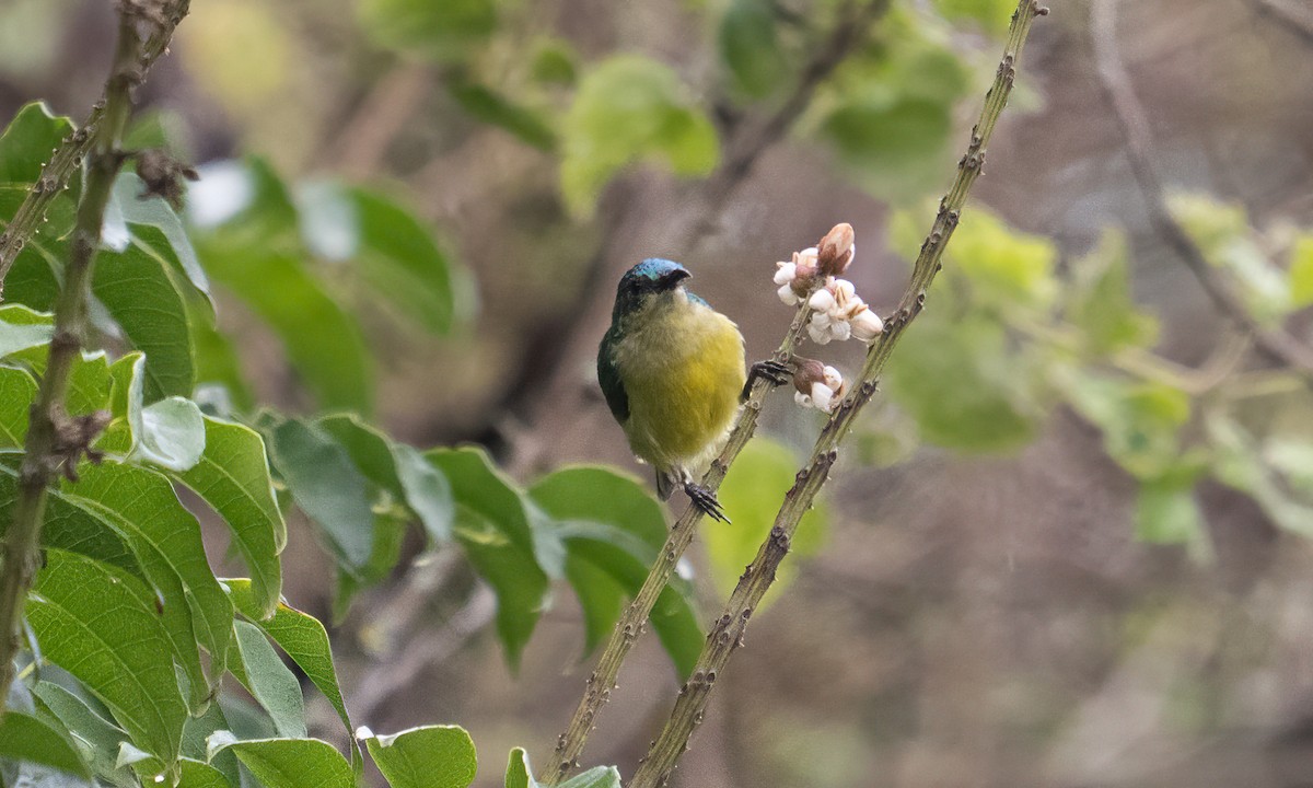 Collared Sunbird - ML637963246