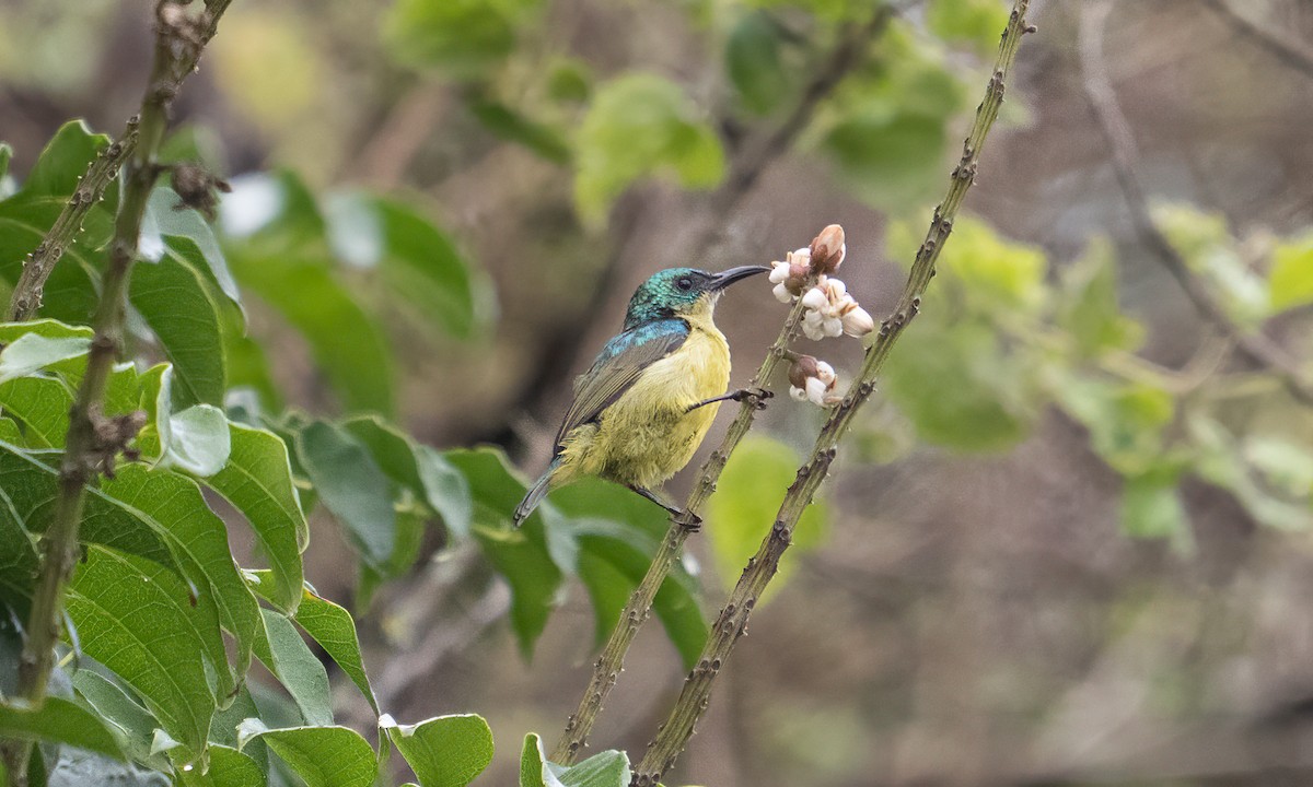 Collared Sunbird - ML637963247