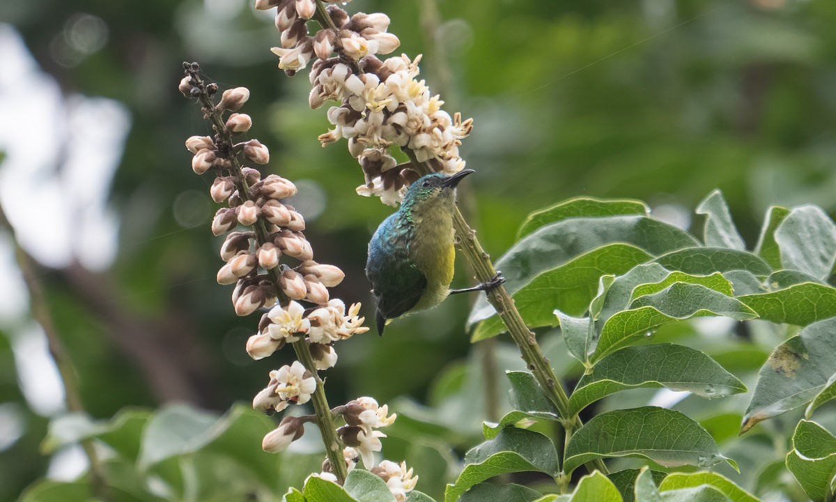 Collared Sunbird - ML637963248