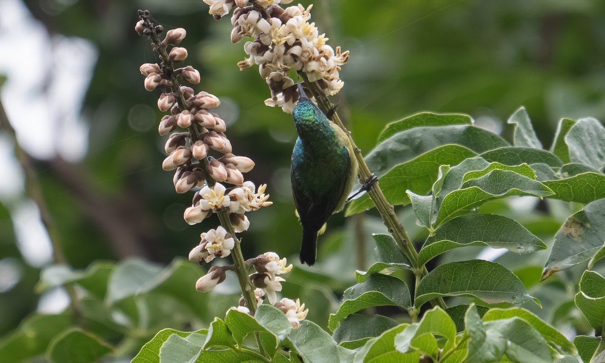 Collared Sunbird - ML637963249