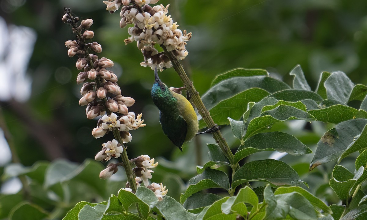 Collared Sunbird - ML637963250