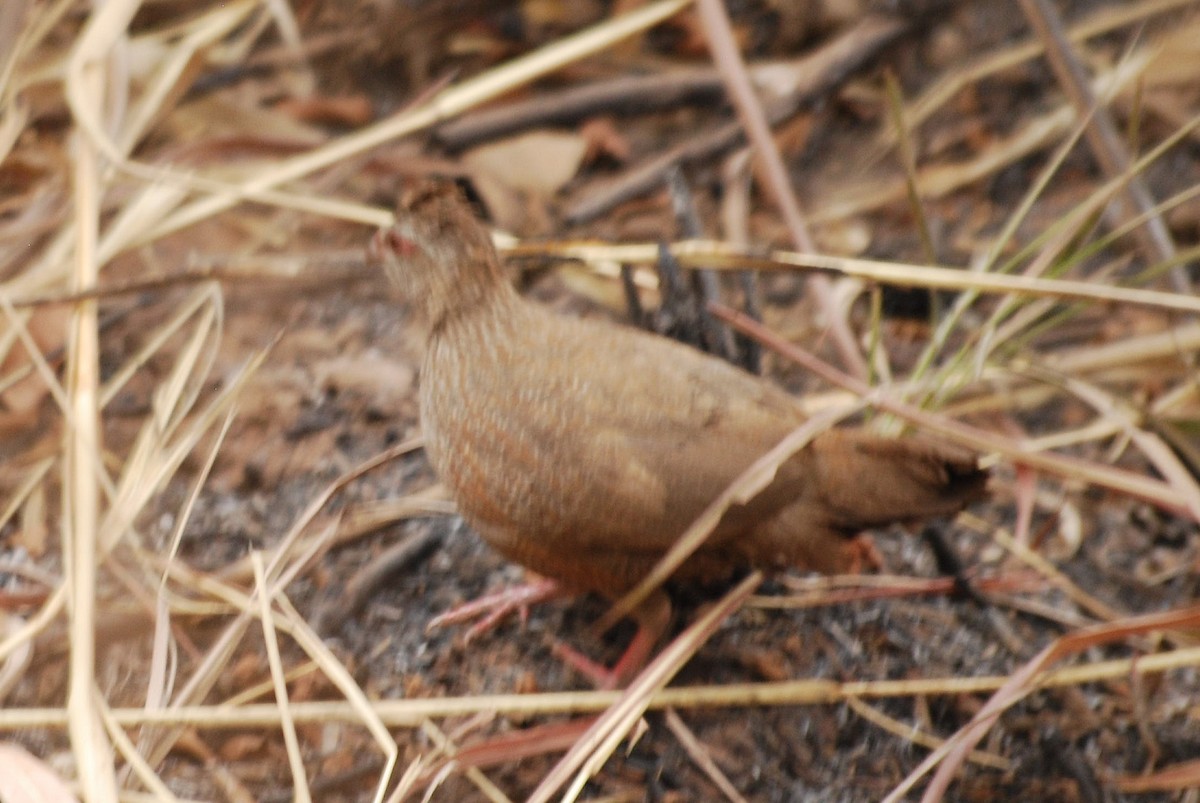 Stone Partridge - ML637963268