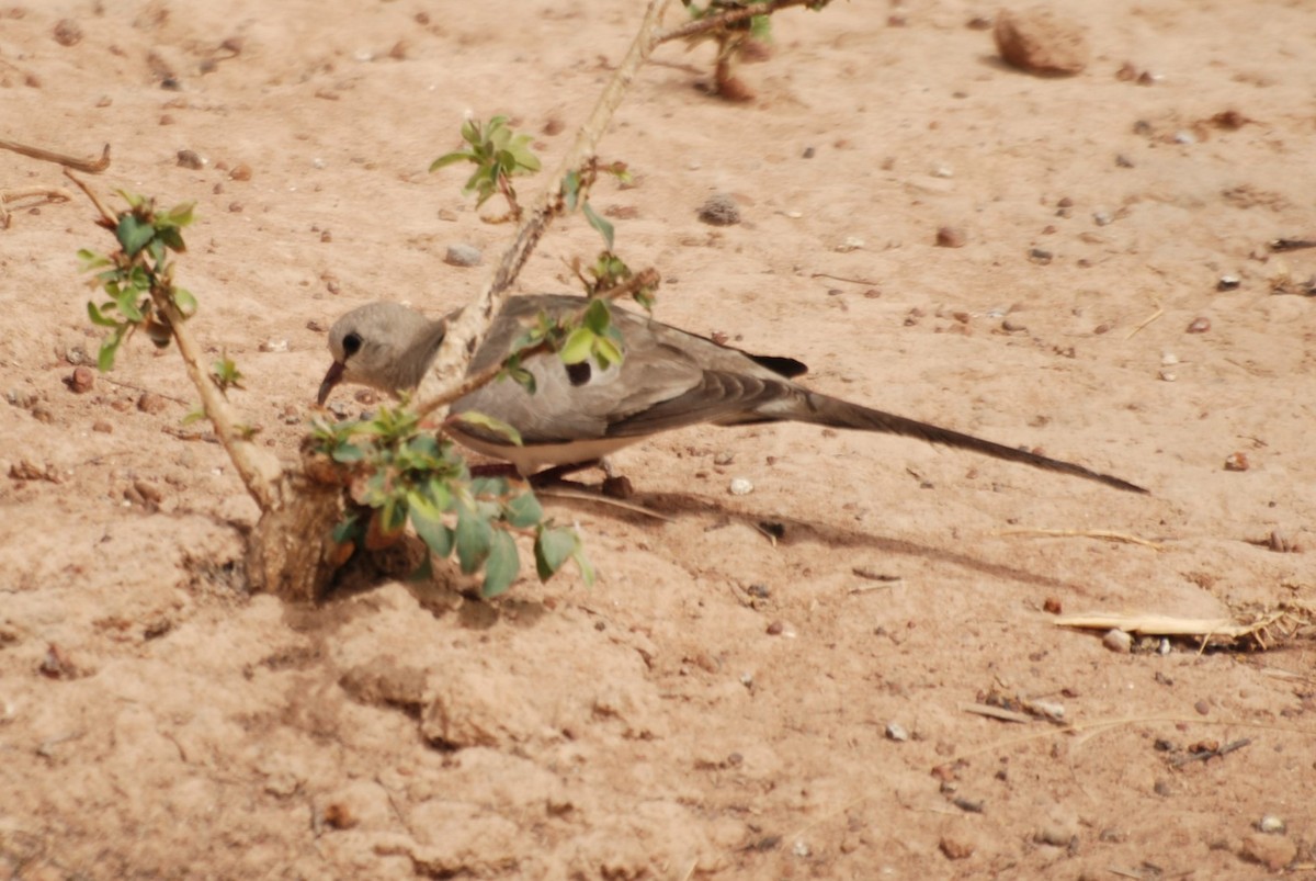 Namaqua Dove - ML637963271