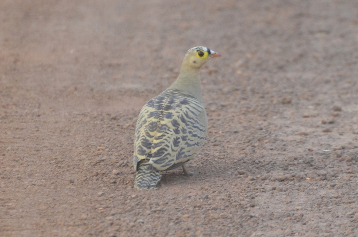 Four-banded Sandgrouse - ML637963273