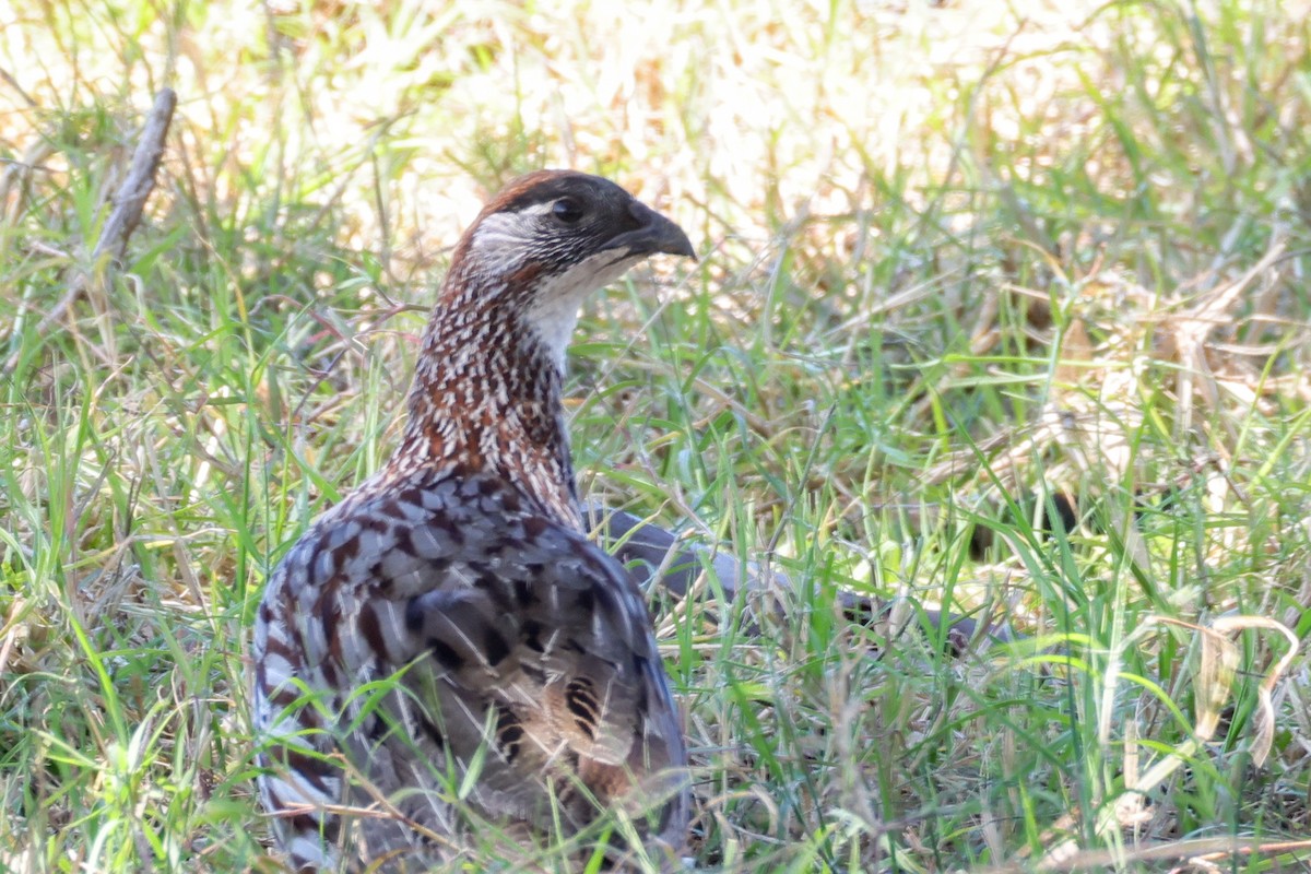 Erckel's Spurfowl - ML637963291