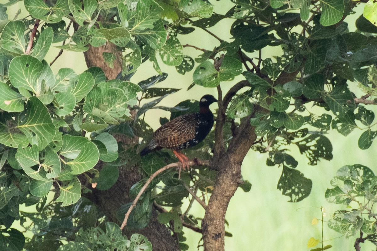 Black Francolin - ML637963296