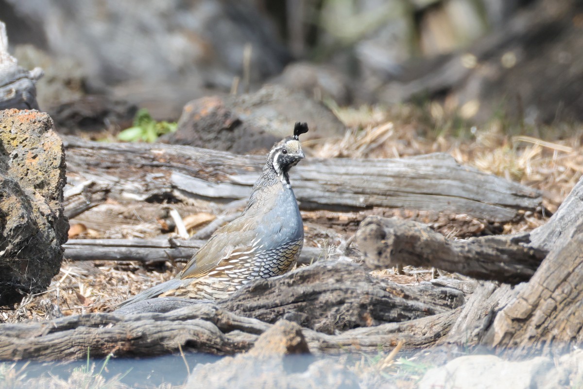 California Quail - ML637963301