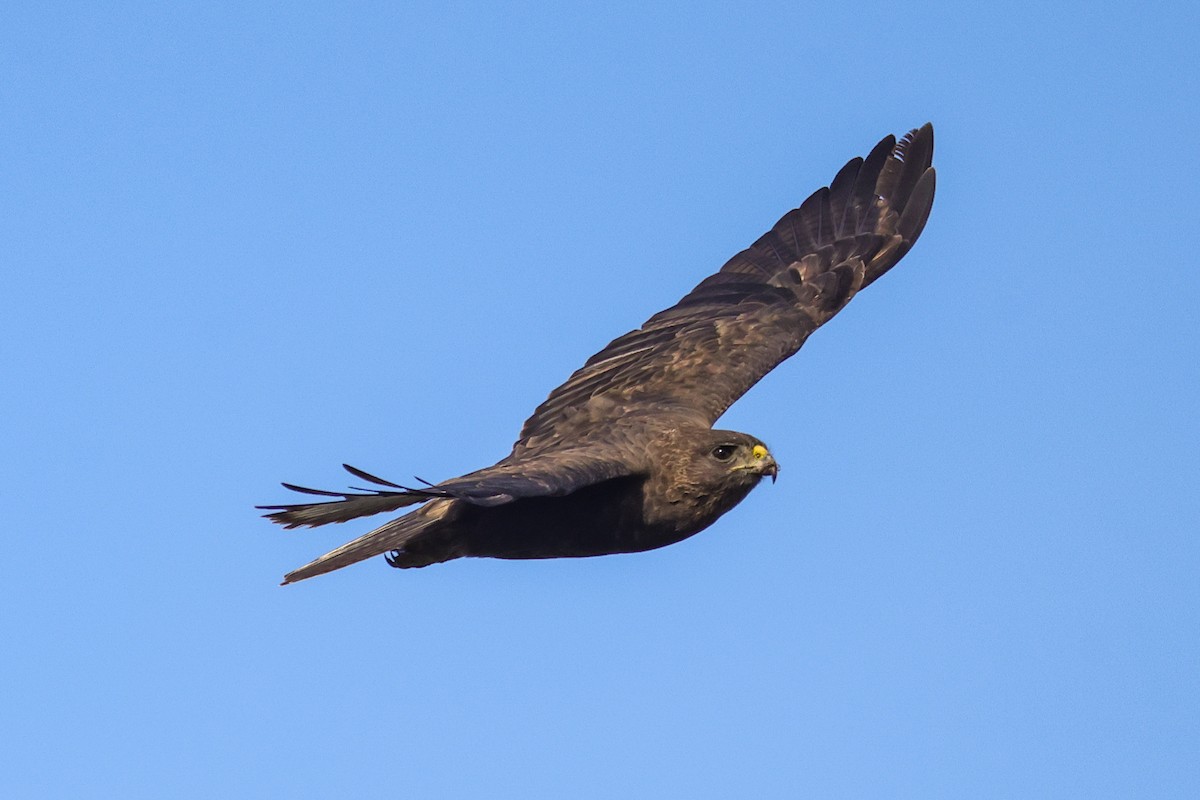 Hawaiian Hawk - ML637963305