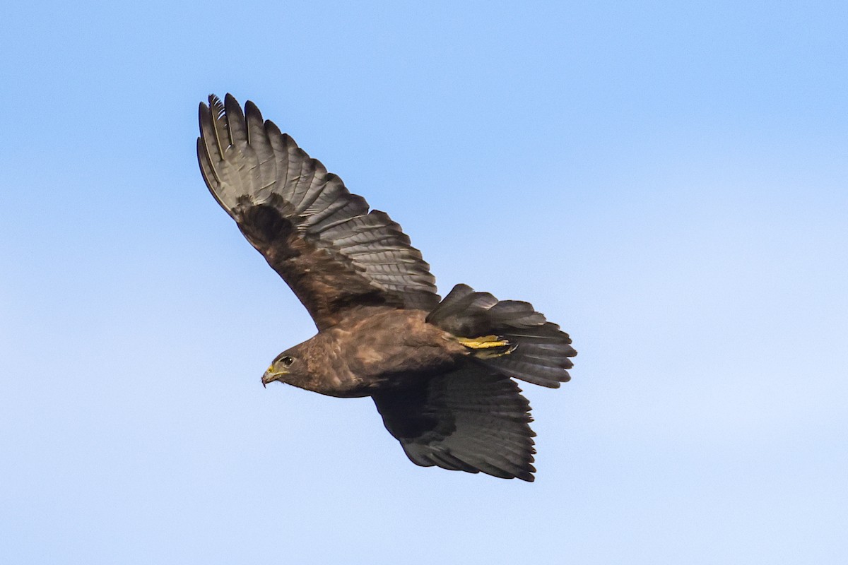 Hawaiian Hawk - ML637963306