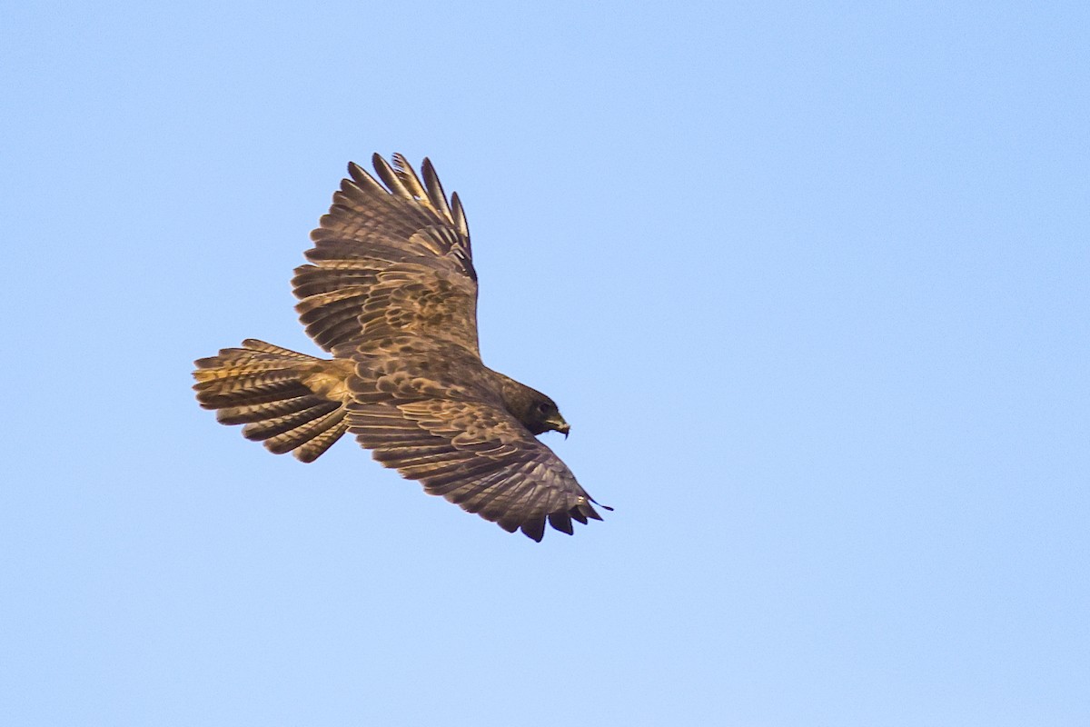 Hawaiian Hawk - ML637963308