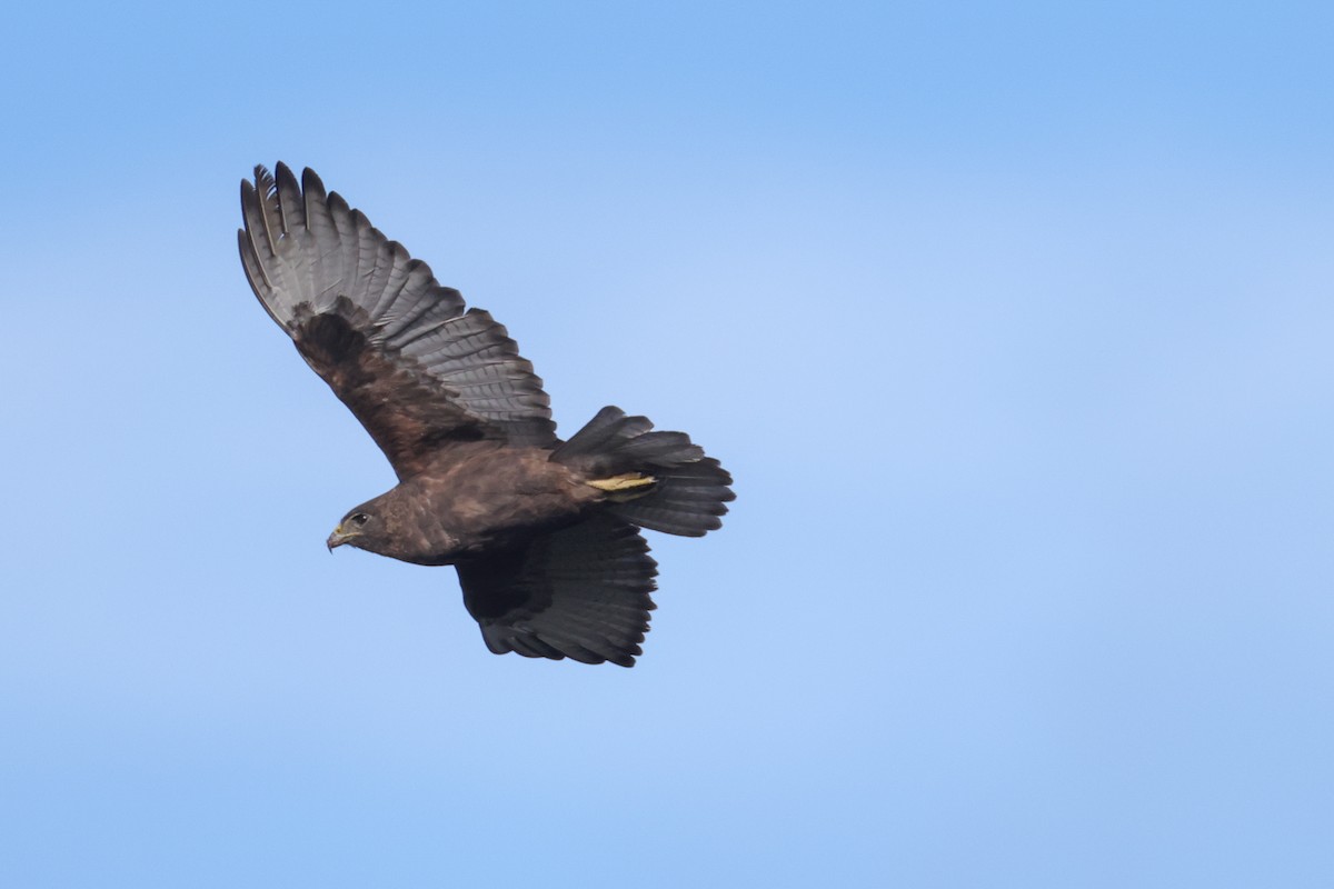 Hawaiian Hawk - ML637963309