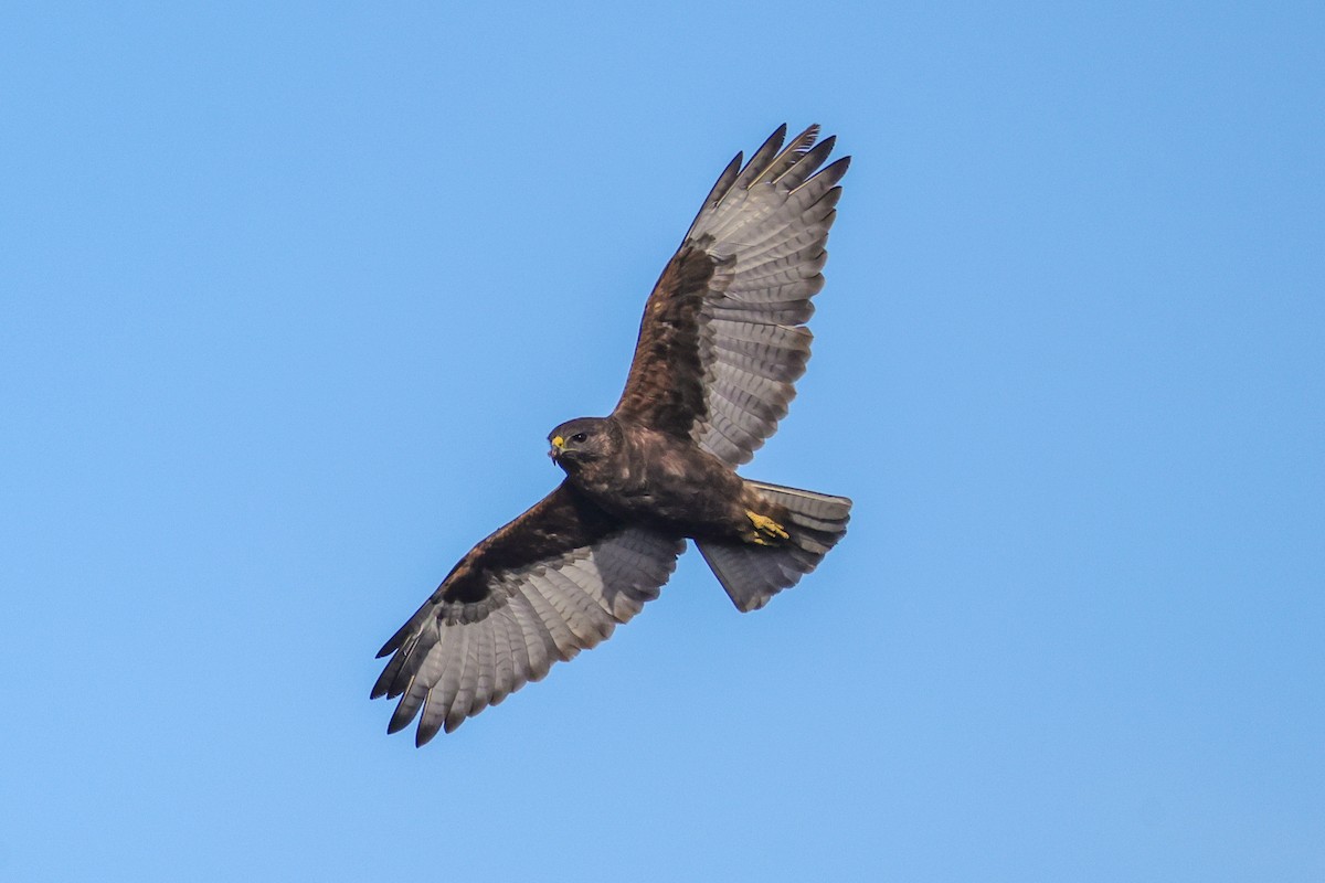 Hawaiian Hawk - ML637963310