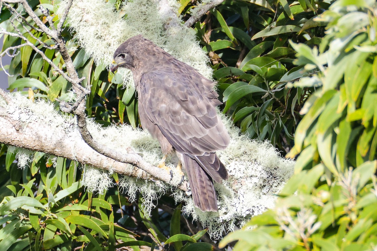 Hawaiian Hawk - ML637963311
