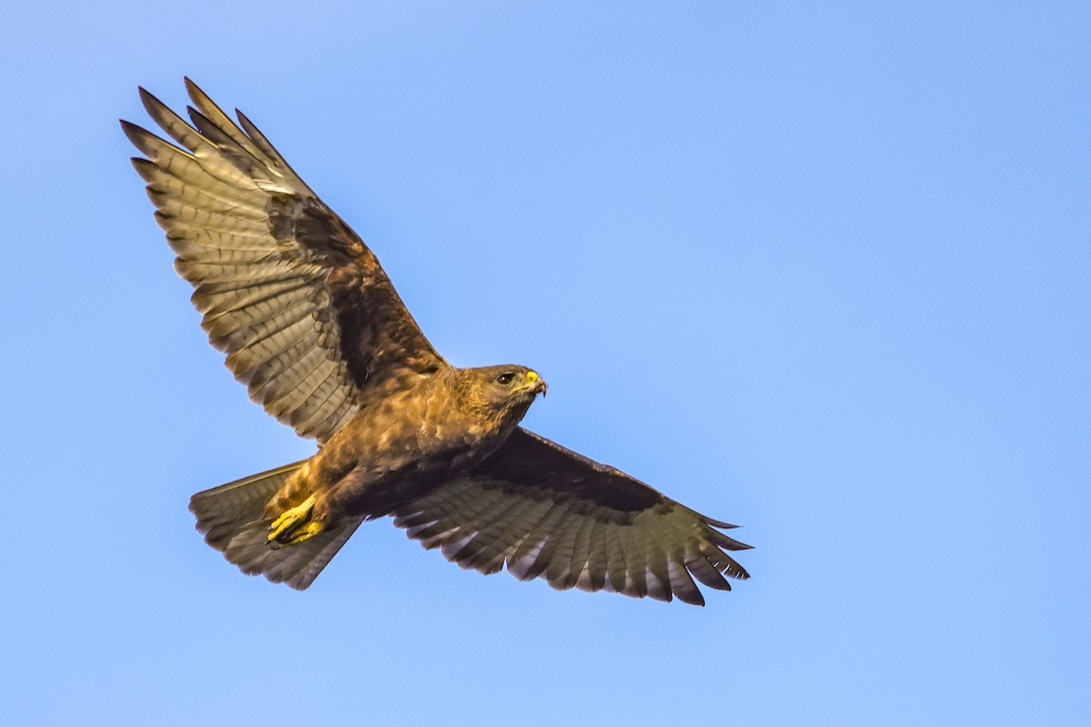 Hawaiian Hawk - ML637963312