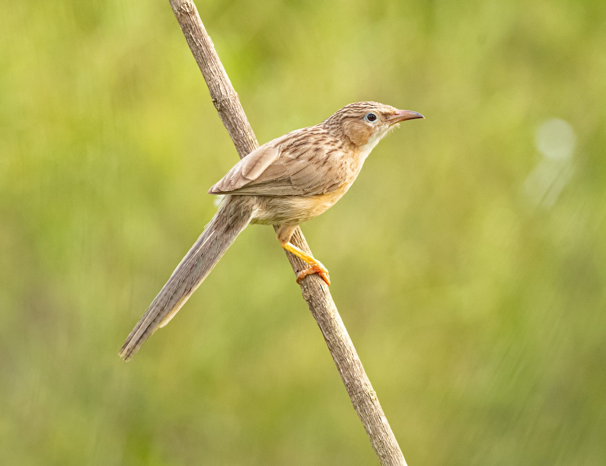 Common Babbler - ML637963314