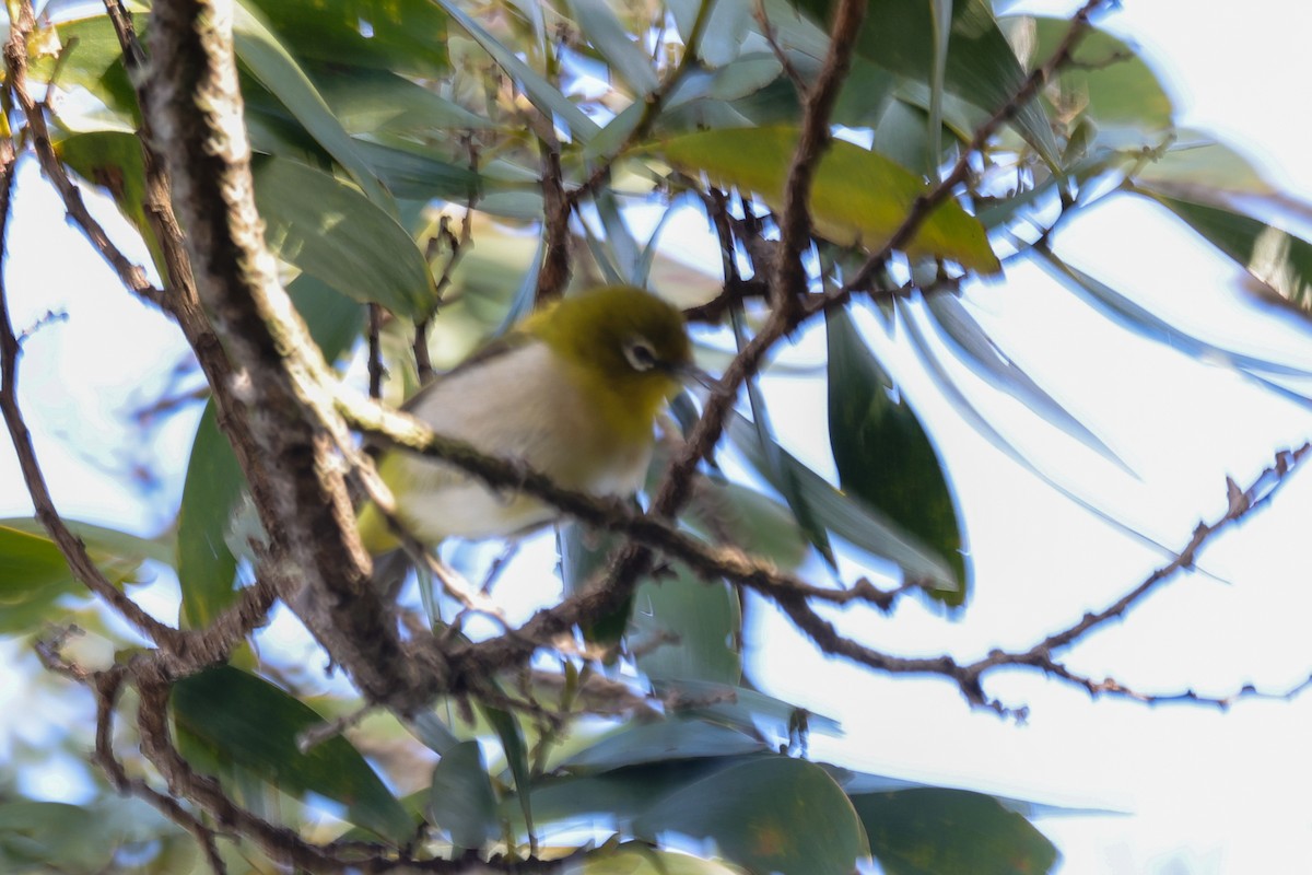 Warbling White-eye - ML637963318