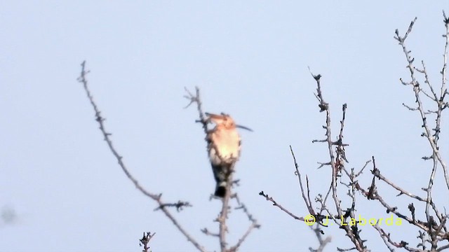 Eurasian Hoopoe - ML637963324
