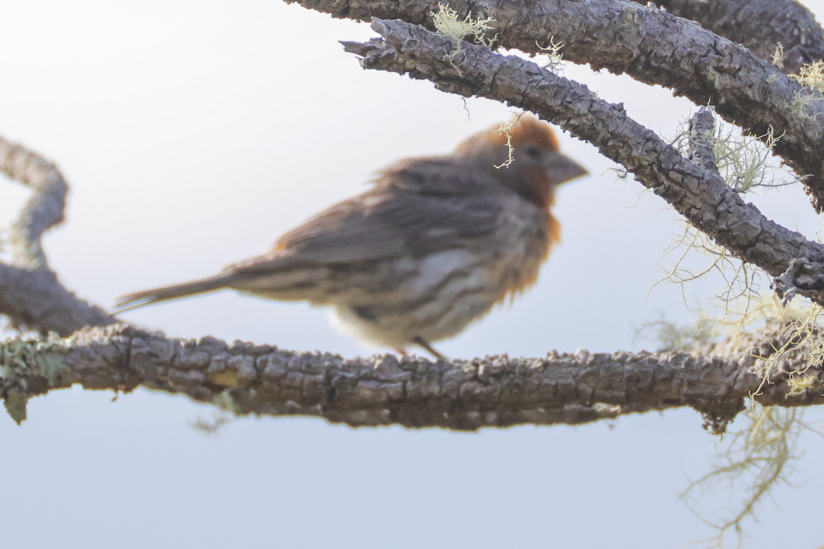 House Finch - ML637963332