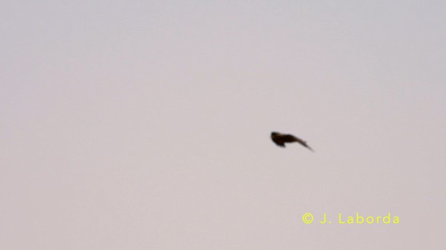 Common Raven - ML637963343