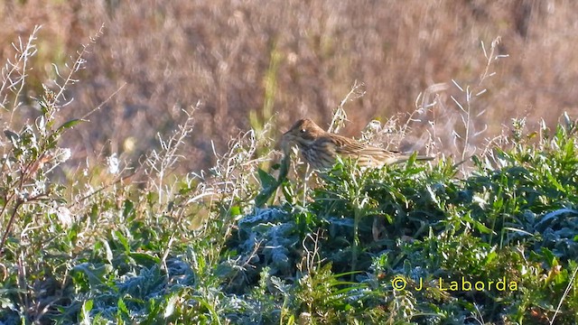 Corn Bunting - ML637963357