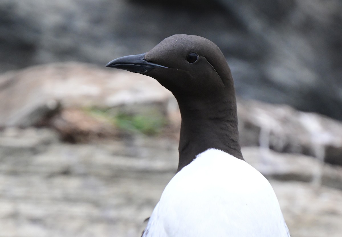 Common Murre - ML637963370