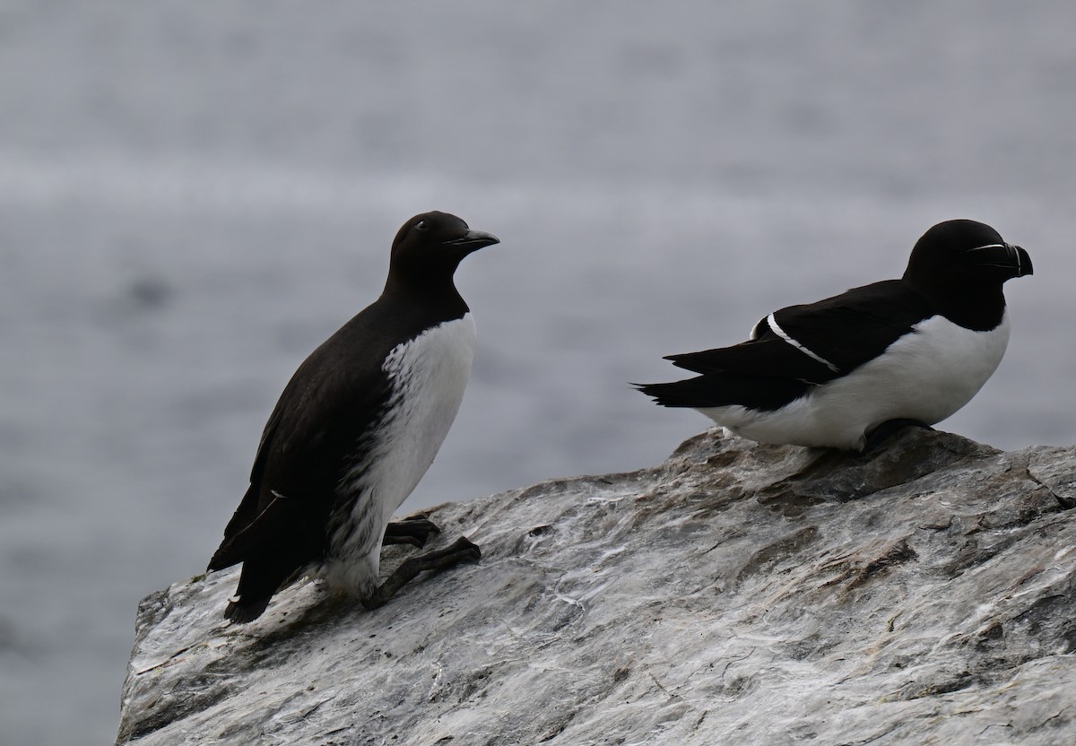 Common Murre - ML637963402