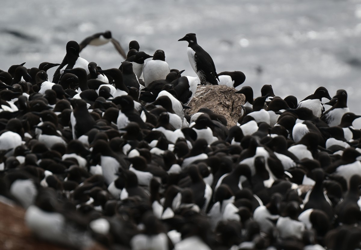 Common Murre - ML637963422