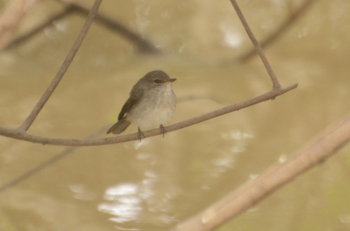 Swamp Flycatcher - ML637963426