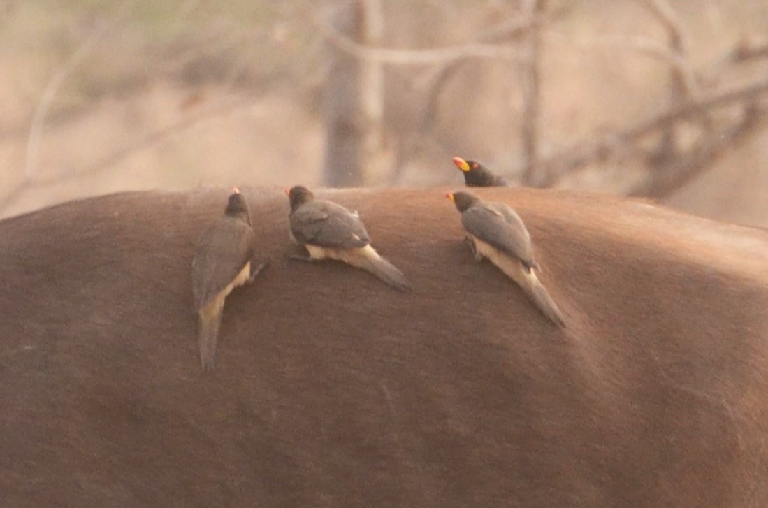 Yellow-billed Oxpecker - ML637963436